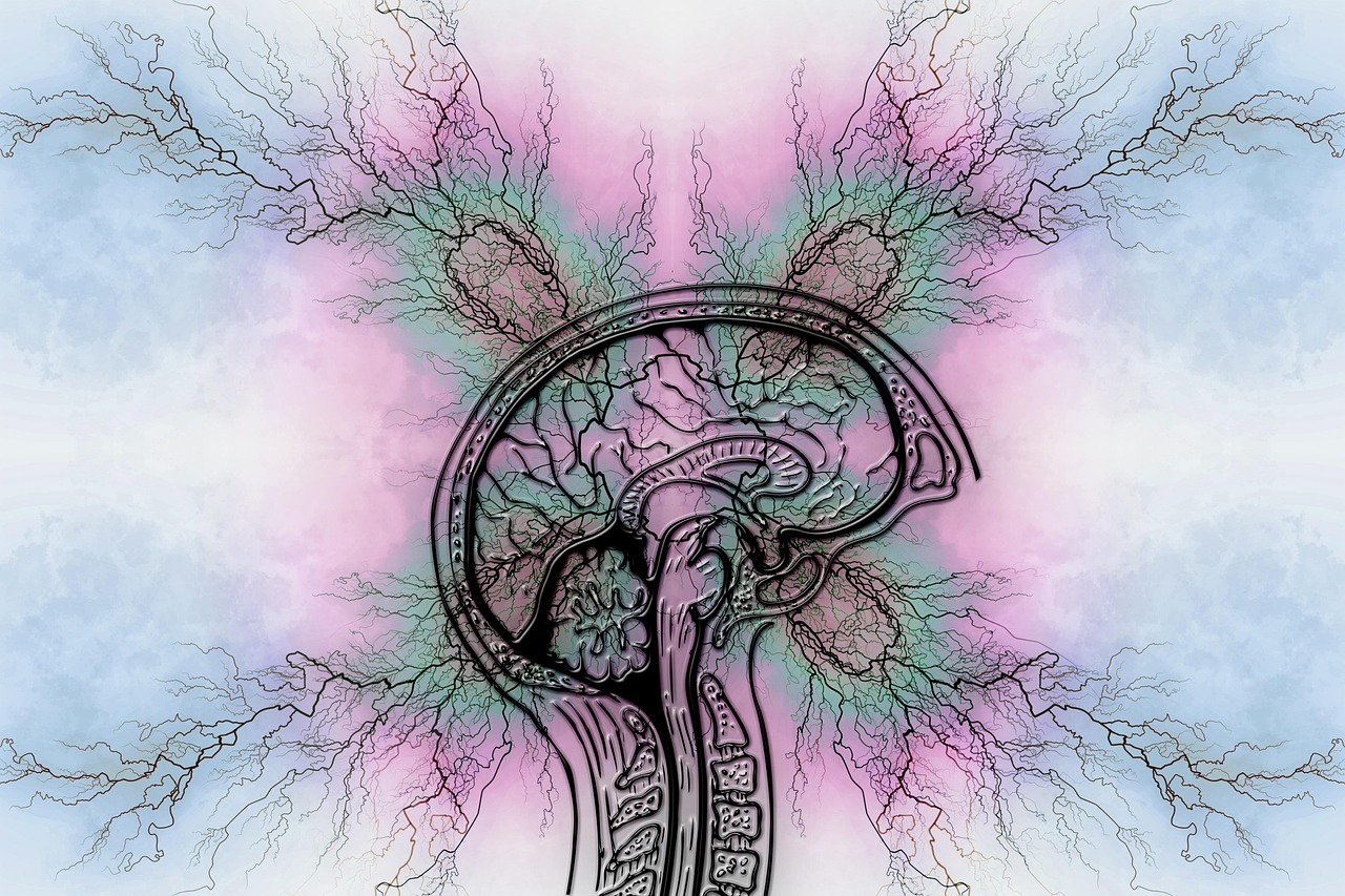 Illustration of a human brain in cross-section with branching neural pathways